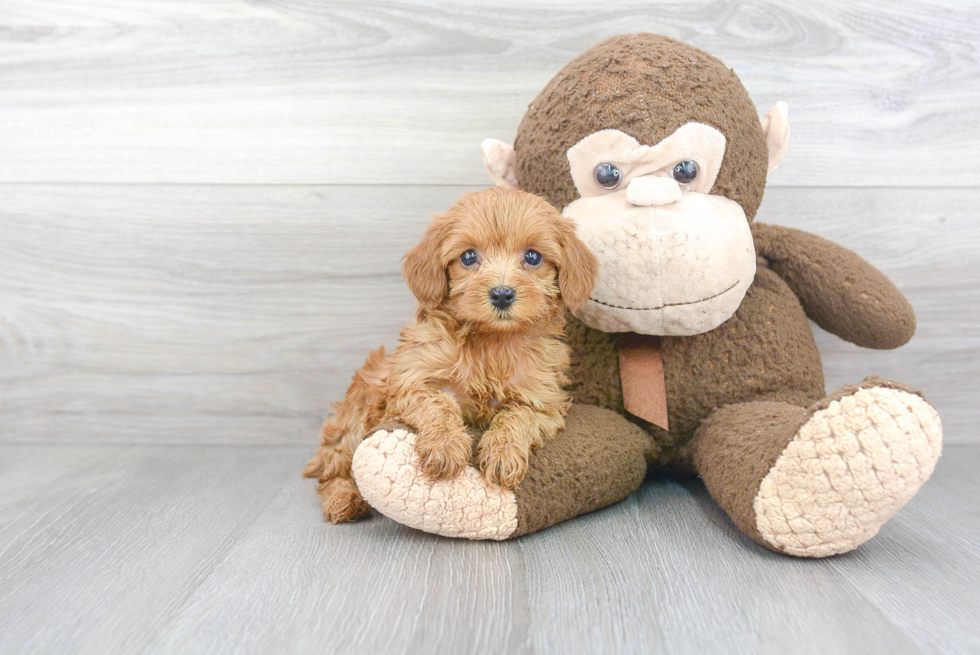 Small Poodle Purebred Pup