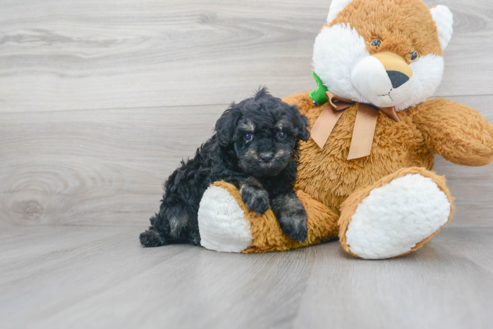 Popular Poodle Baby