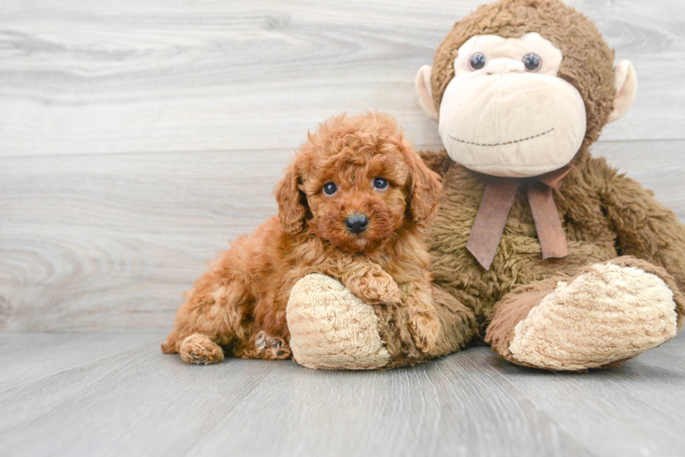 Fluffy Pudle Purebred Puppy