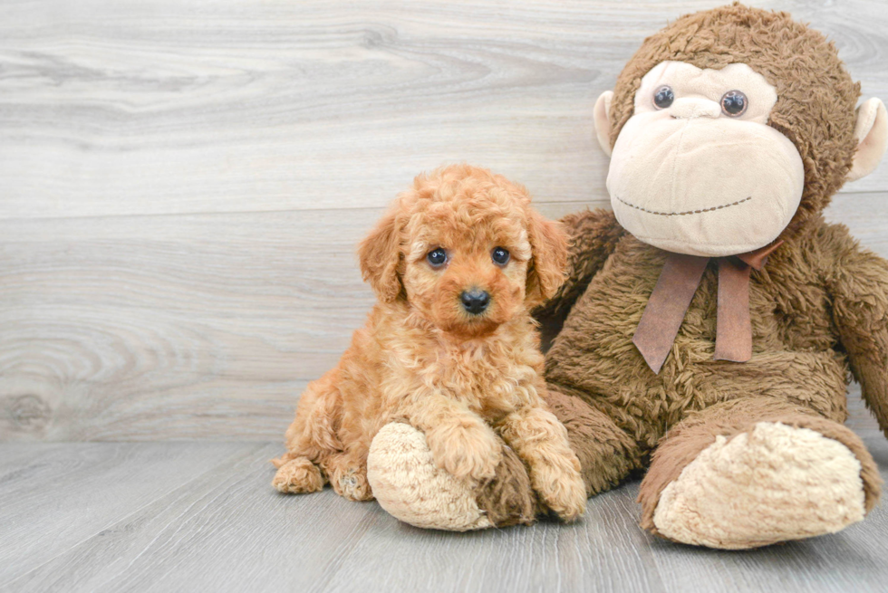 Poodle Pup Being Cute