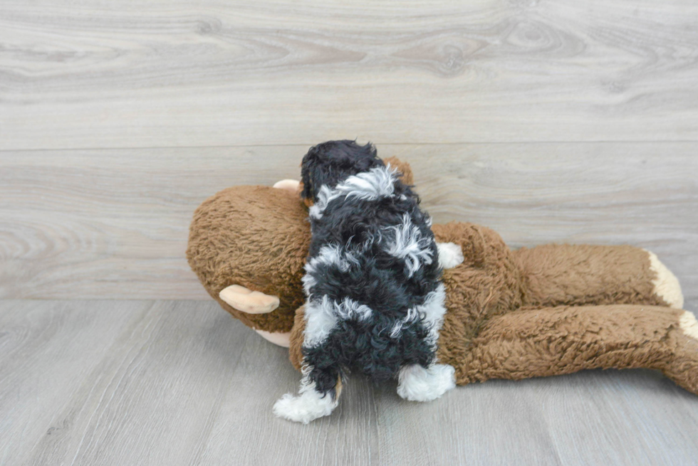 Fluffy Pudle Purebred Puppy
