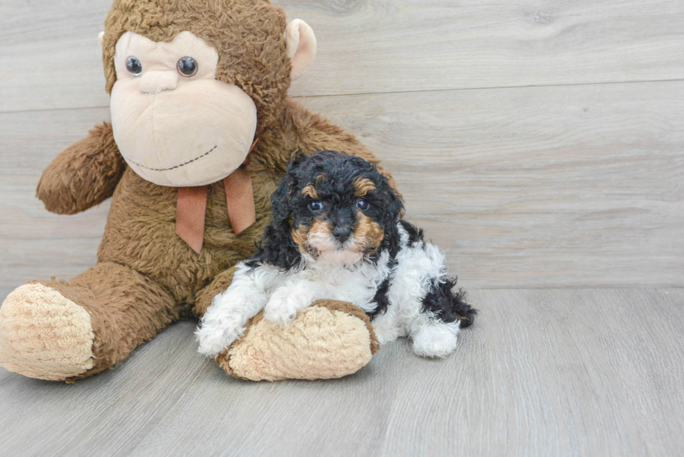 Little Poodle Baby