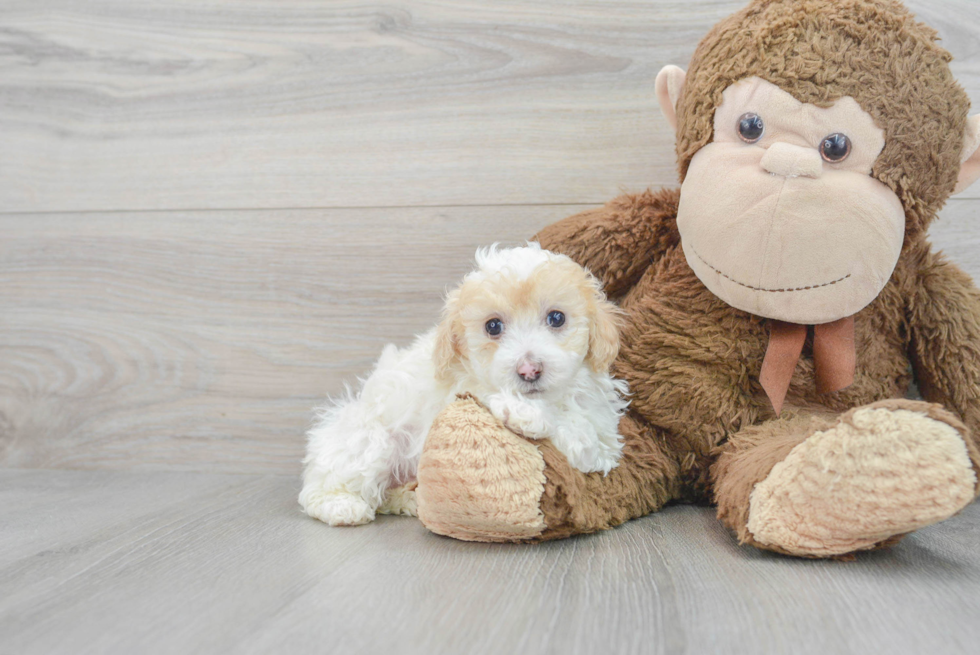 Poodle Puppy for Adoption