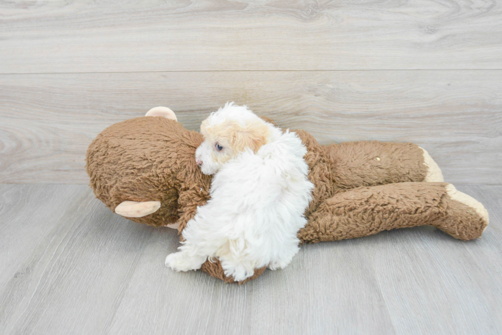 Playful Poodle Baby