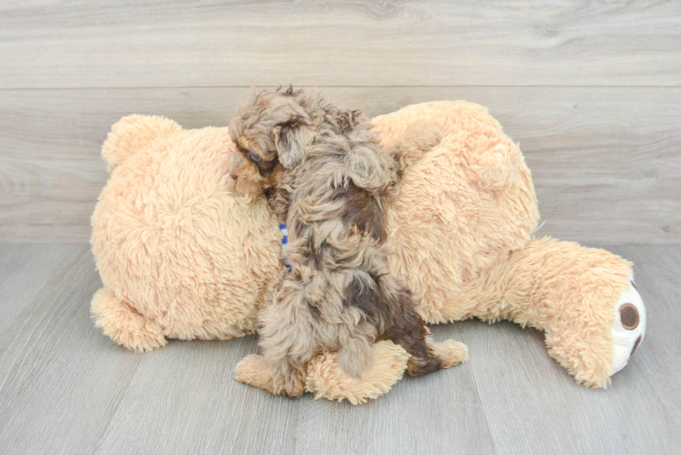 Poodle Puppy for Adoption