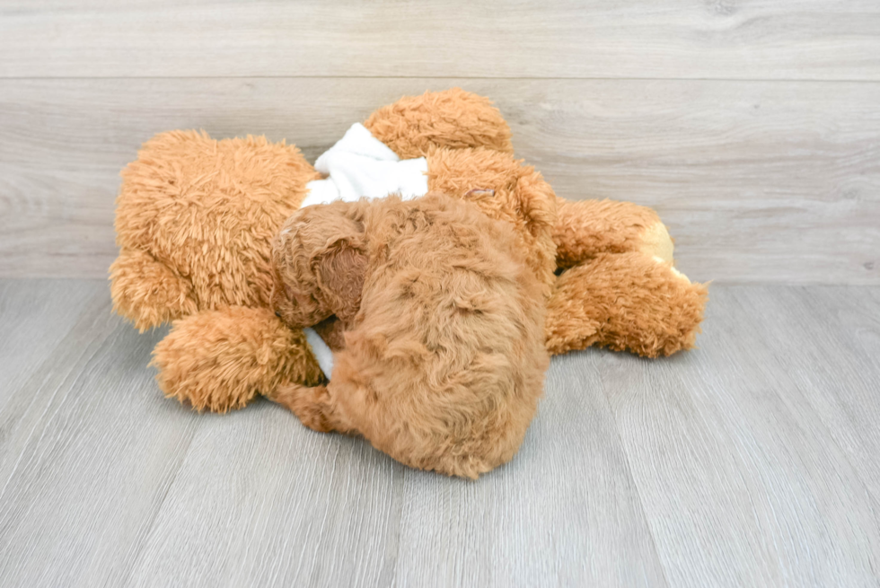 Smart Pudle Purebred Puppy