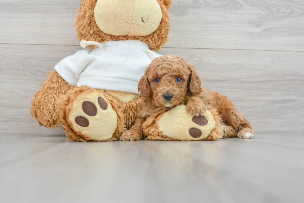 Poodle Puppy for Adoption