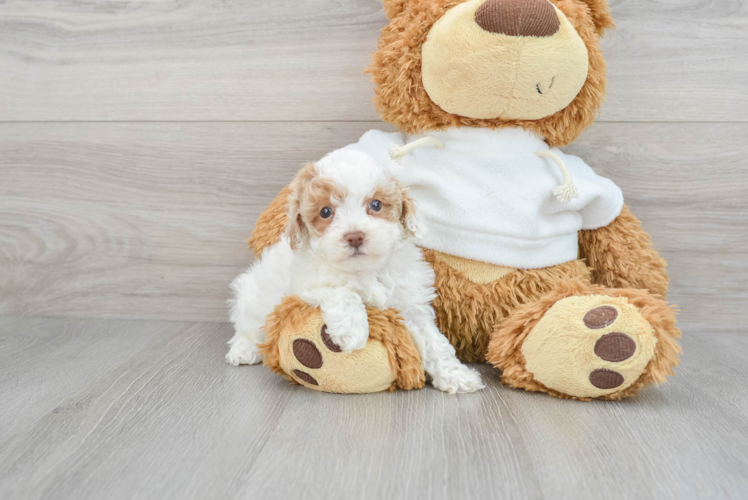 Funny Poodle Baby