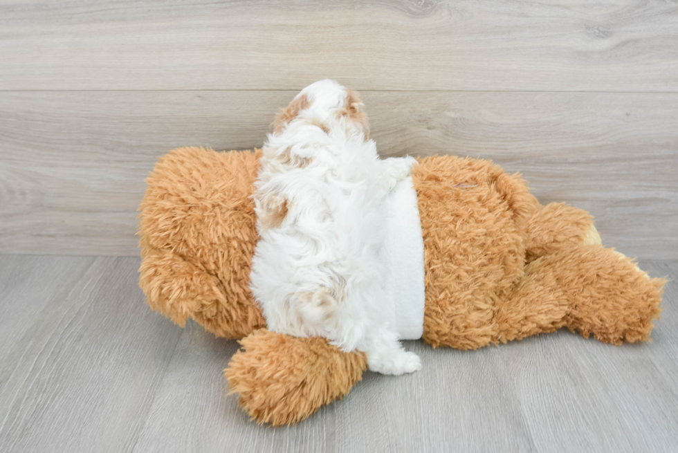 Playful Poodle Purebred Pup