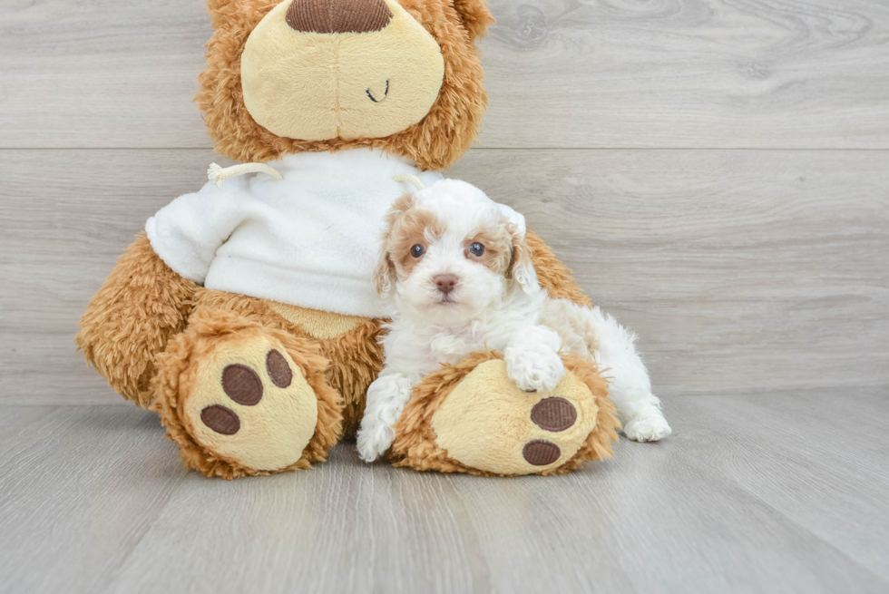 Adorable Pudle Purebred Puppy