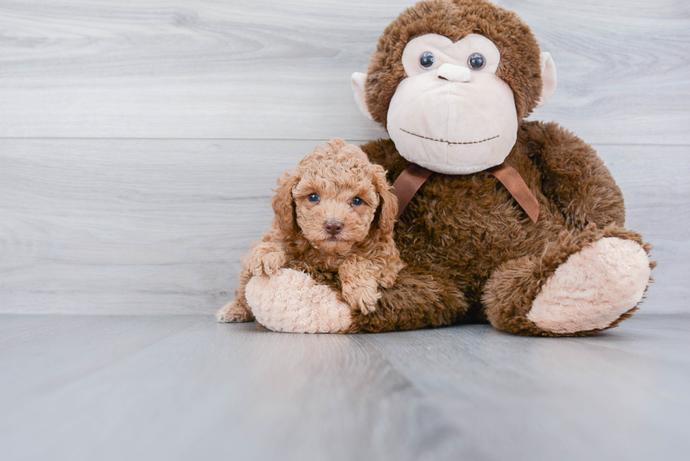 Poodle Pup Being Cute