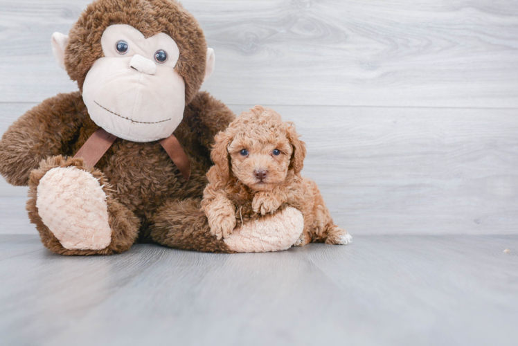 Energetic Pudle Purebred Puppy