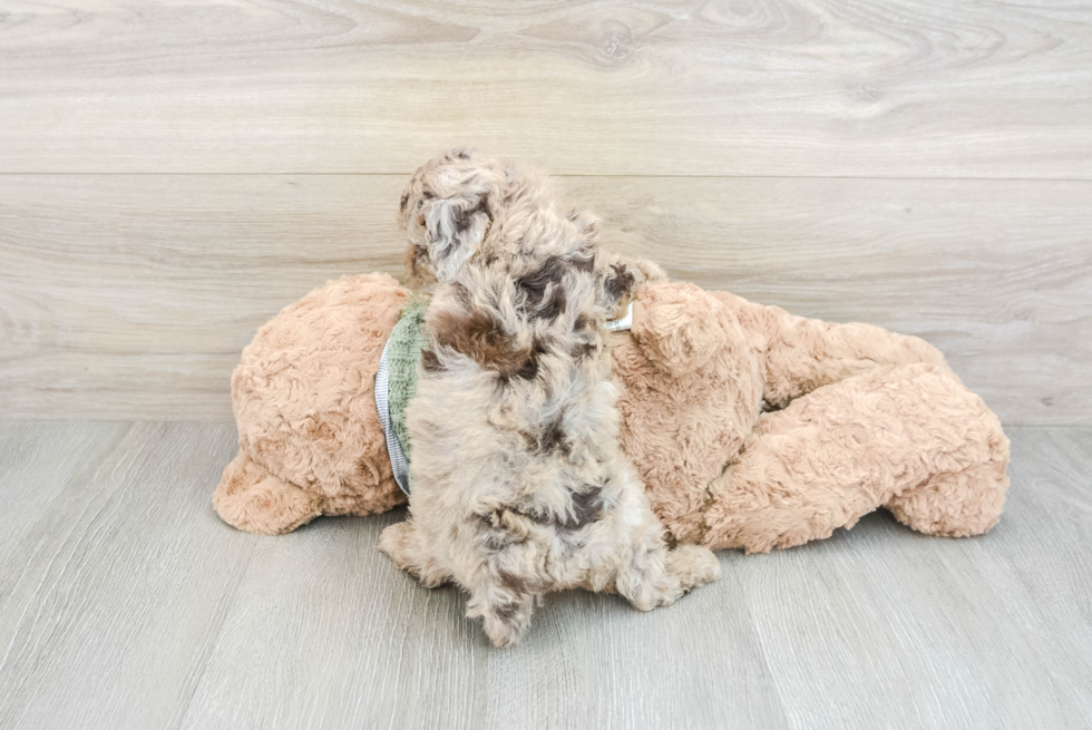 Hypoallergenic Poodle Baby