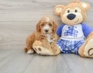 8 week old Poodle Puppy For Sale - Premier Pups