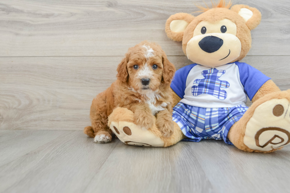 Adorable Pudel Purebred Puppy