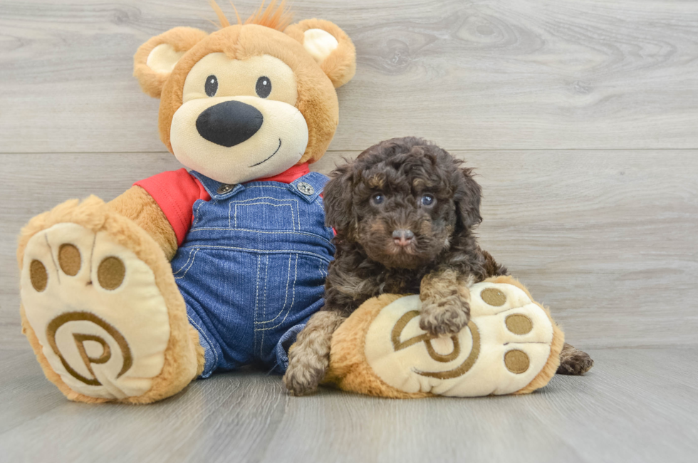 5 week old Poodle Puppy For Sale - Premier Pups