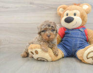 7 week old Poodle Puppy For Sale - Premier Pups