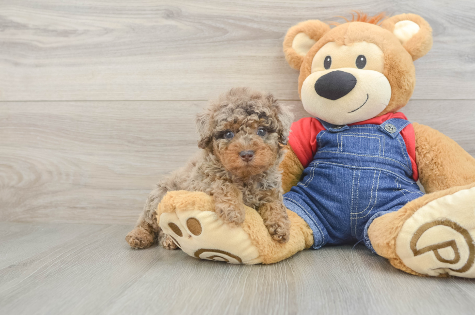 6 week old Poodle Puppy For Sale - Premier Pups