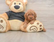7 week old Poodle Puppy For Sale - Premier Pups