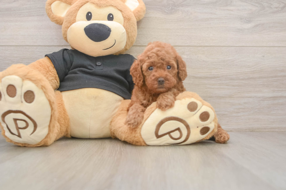 5 week old Poodle Puppy For Sale - Premier Pups