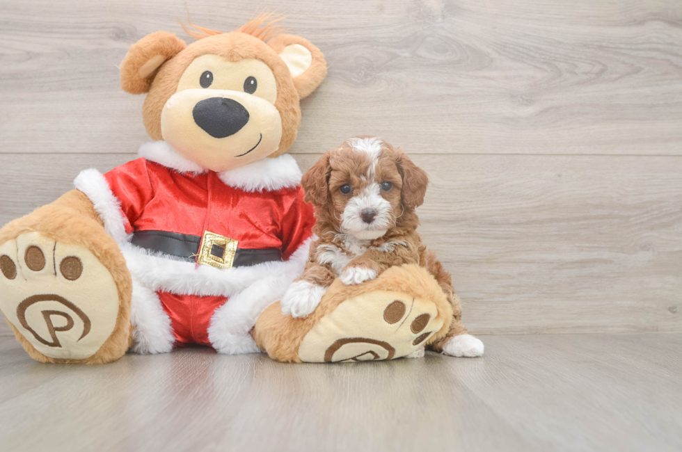 5 week old Poodle Puppy For Sale - Premier Pups