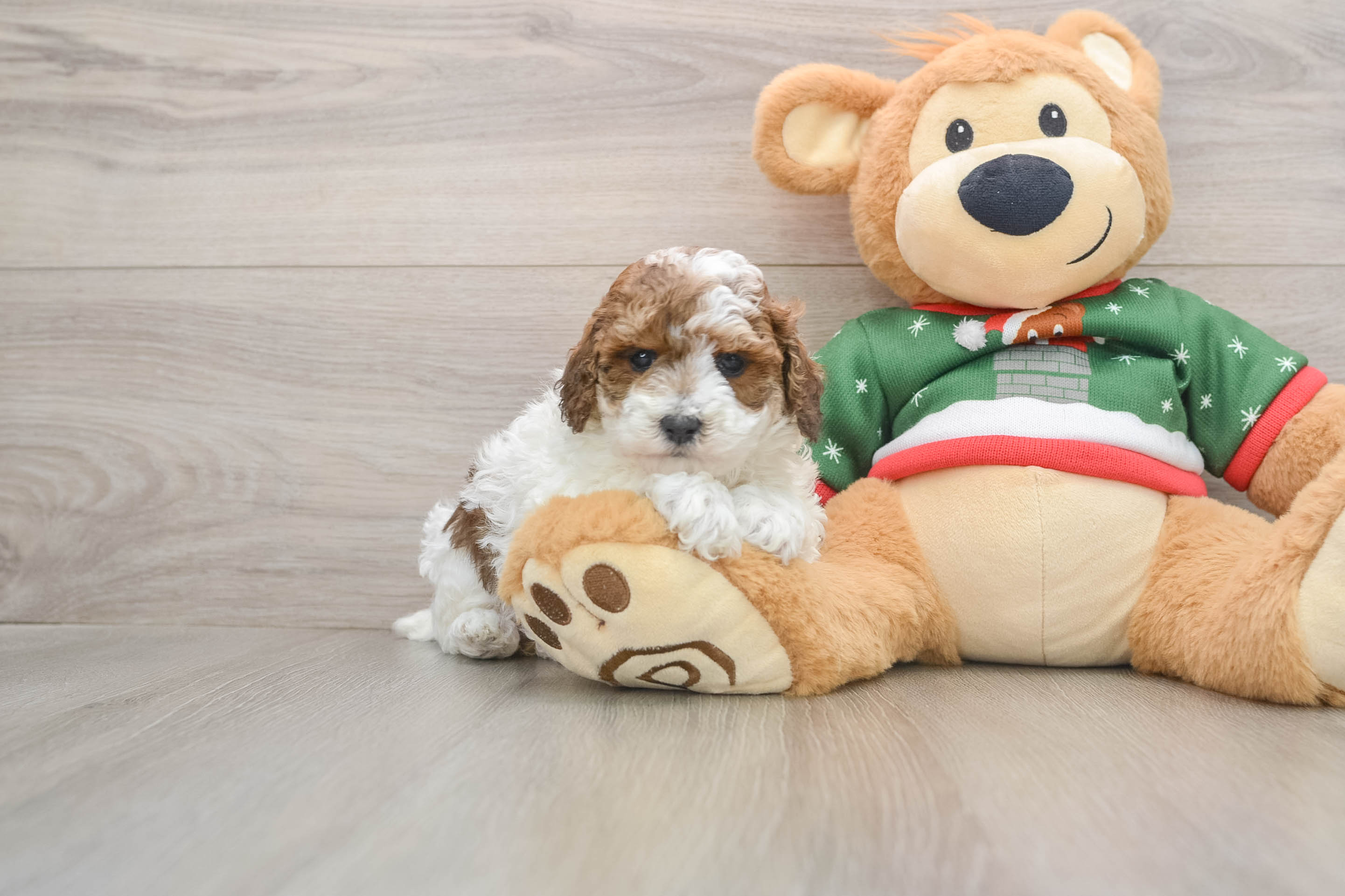 Funny Poodle Baby