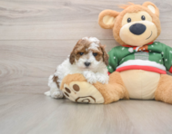 7 week old Poodle Puppy For Sale - Premier Pups