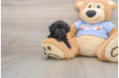 Small Poodle Baby
