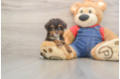 Hypoallergenic Poodle Baby