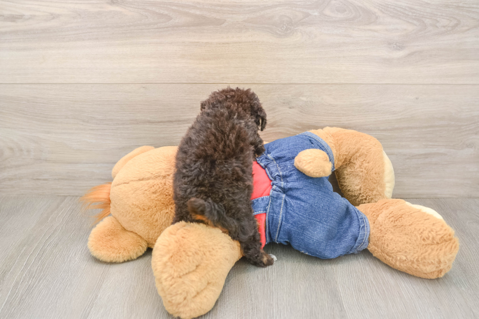 Best Poodle Baby