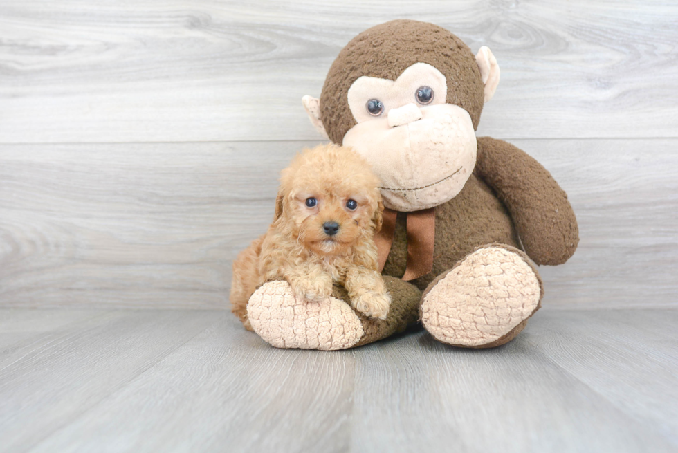 Fluffy Pudle Purebred Puppy