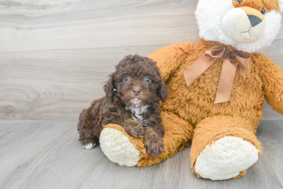 Popular Poodle Baby