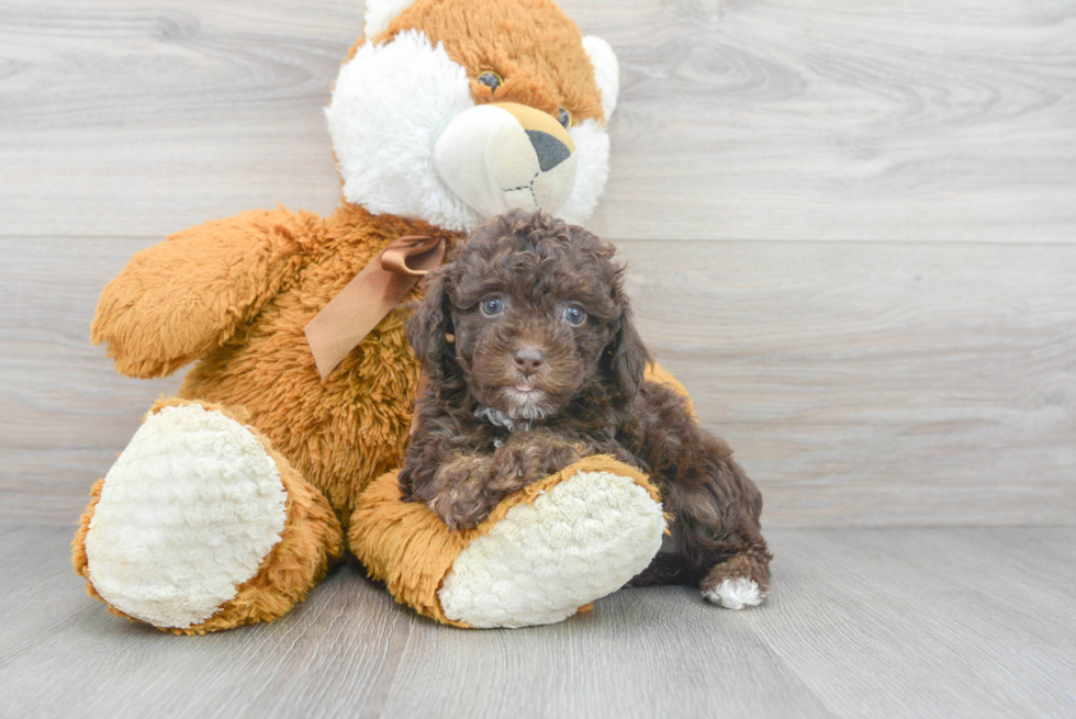 Fluffy Pudle Purebred Puppy