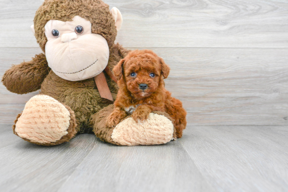 Friendly Poodle Purebred Pup