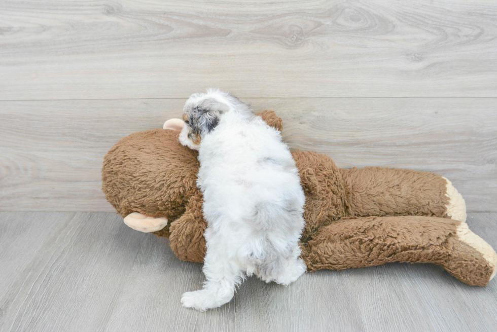 Adorable Pudle Purebred Puppy