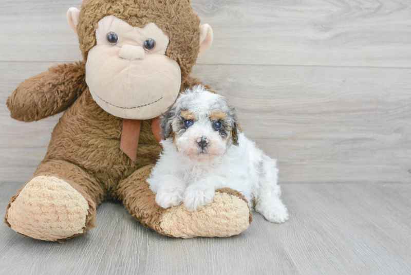 Meet Angel - our Poodle Puppy Photo 3/3 - Premier Pups