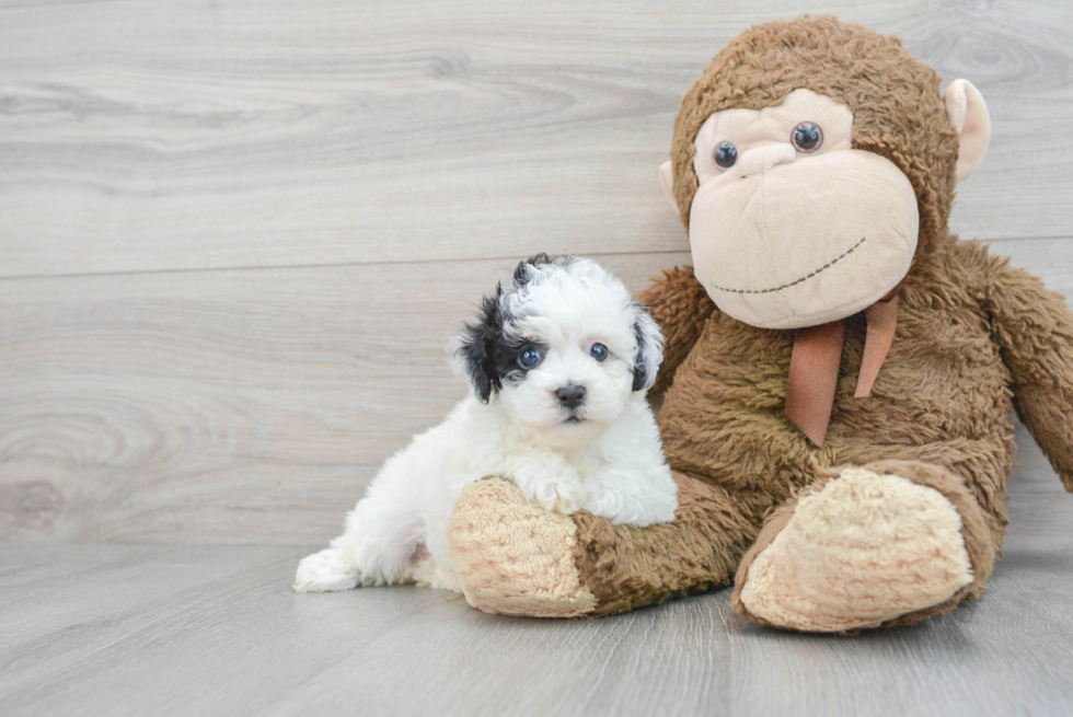 Poodle Pup Being Cute