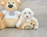7 week old Poodle Puppy For Sale - Premier Pups