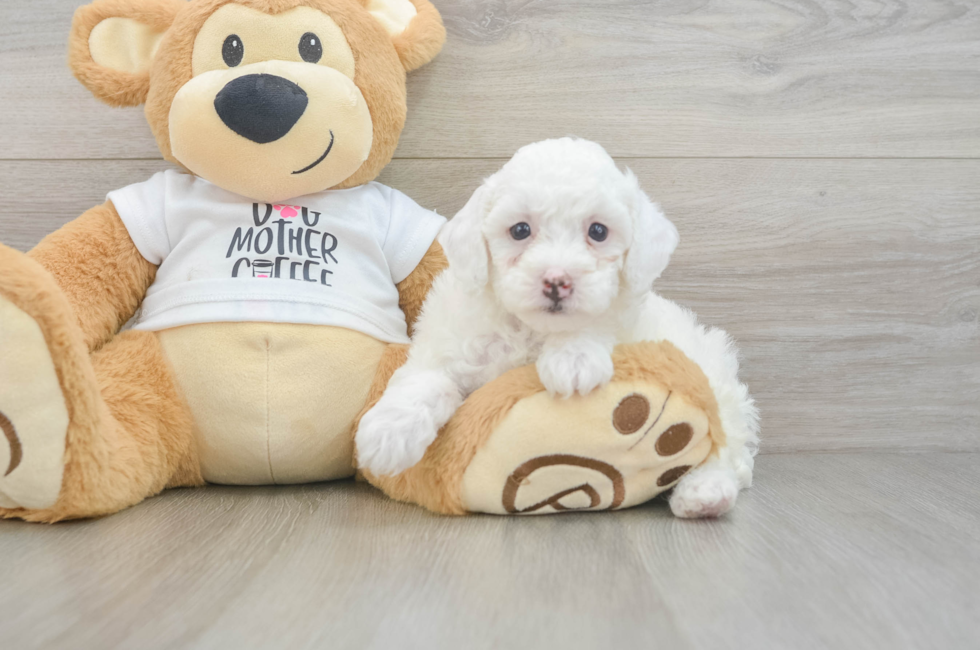 6 week old Poodle Puppy For Sale - Premier Pups