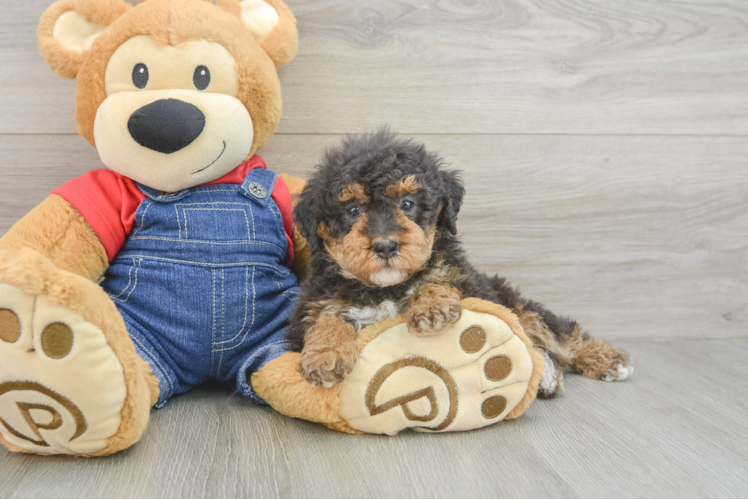 Hypoallergenic Poodle Baby