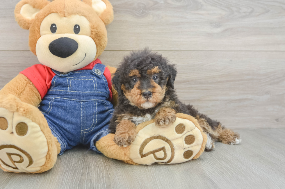 6 week old Poodle Puppy For Sale - Premier Pups