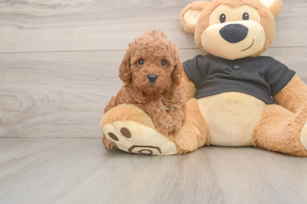 5 week old Poodle Puppy For Sale - Premier Pups