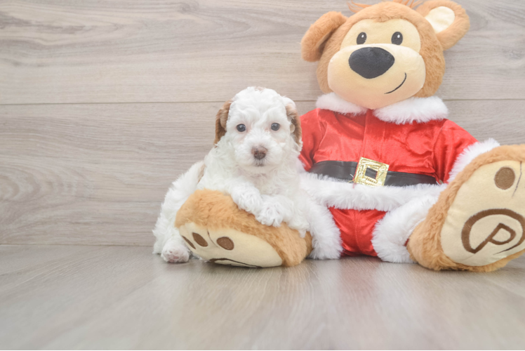 Small Poodle Purebred Pup