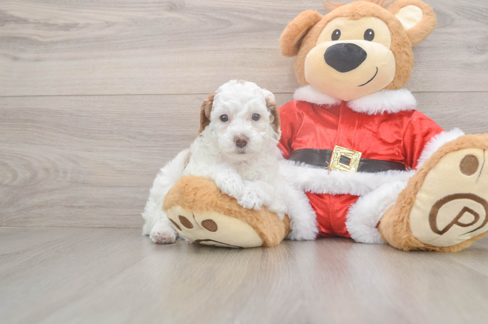 5 week old Poodle Puppy For Sale - Premier Pups