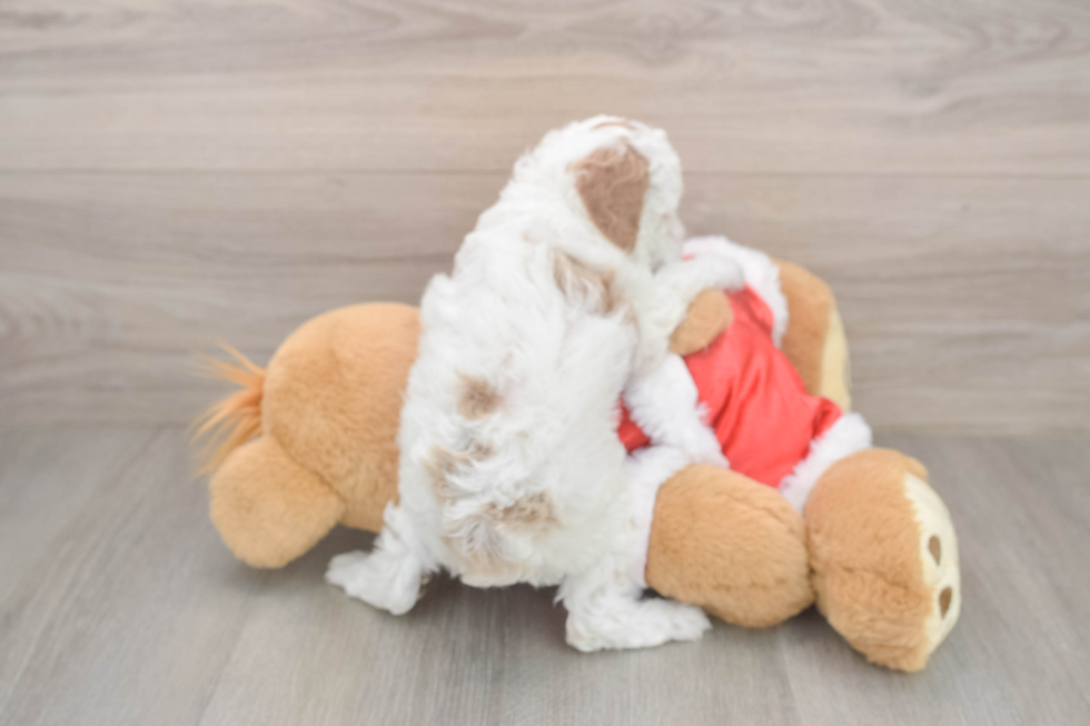 Funny Poodle Purebred Pup