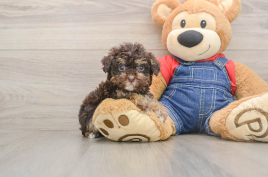 Poodle Pup Being Cute
