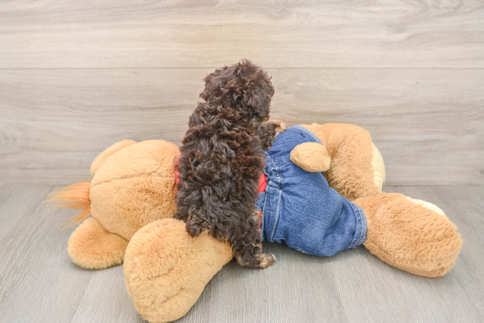 Poodle Pup Being Cute