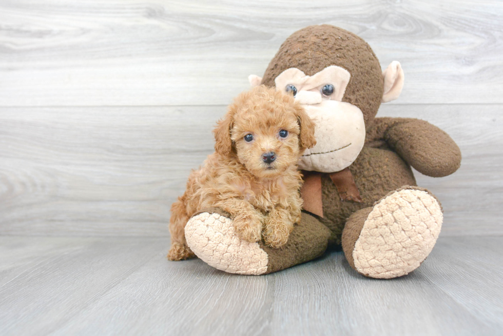 Playful Poodle Purebred Pup