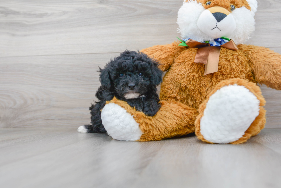 Cute Pudle Purebred Puppy