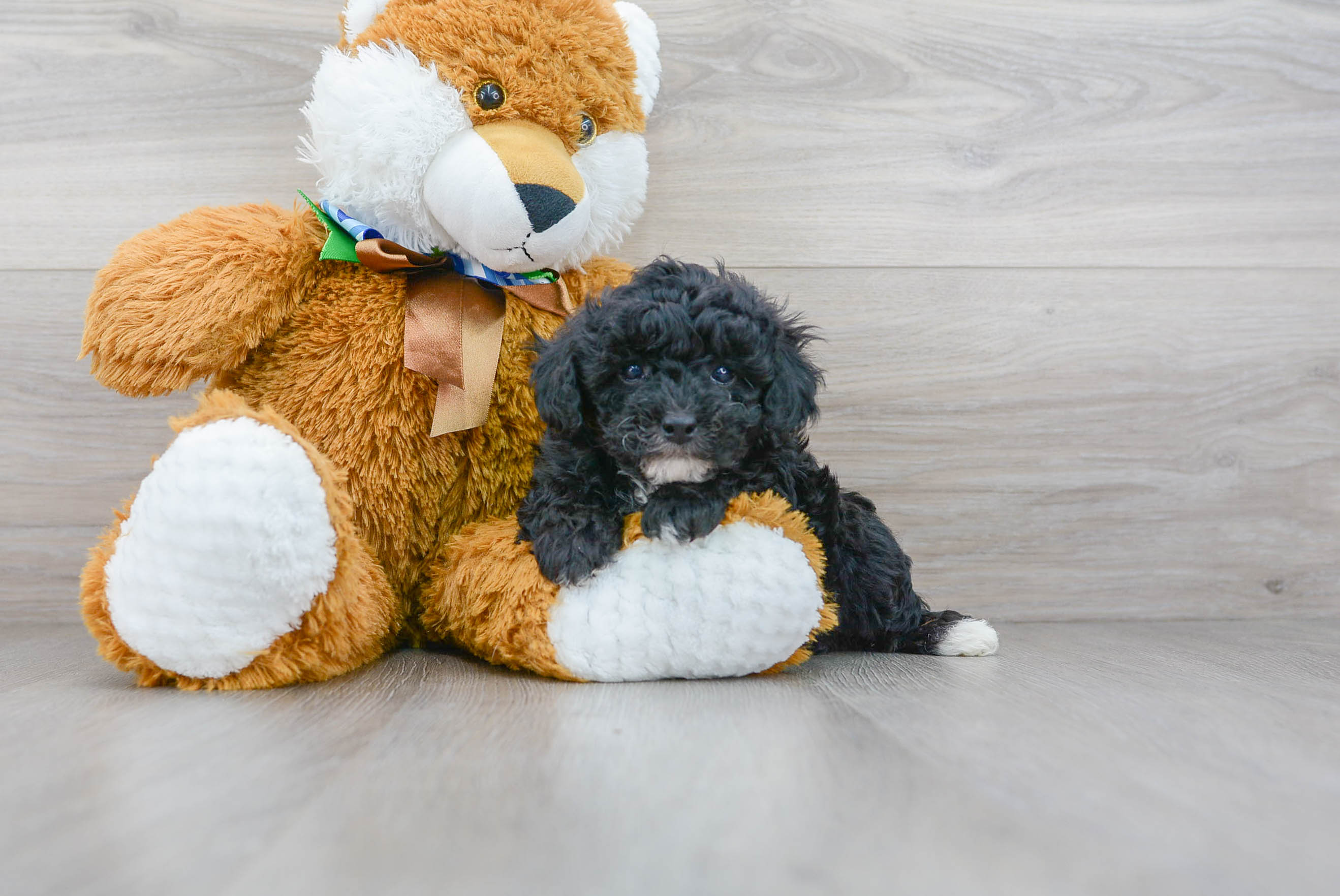 Cute Pudle Purebred Puppy